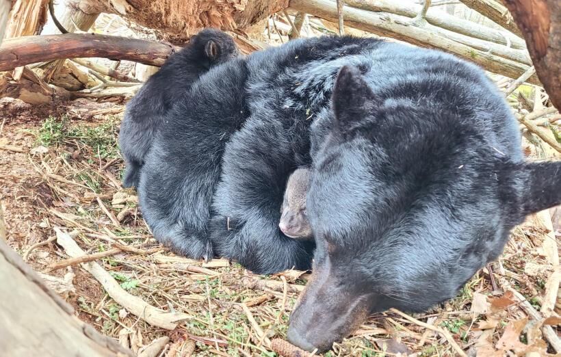 black bear with cubs